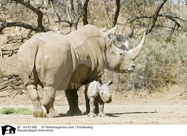 Breitmaulnashorn / Square-lipped rhinoceros / HJ-01382