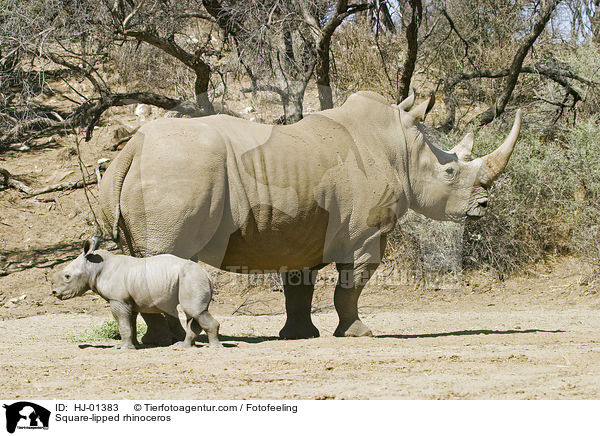 Breitmaulnashorn / Square-lipped rhinoceros / HJ-01383