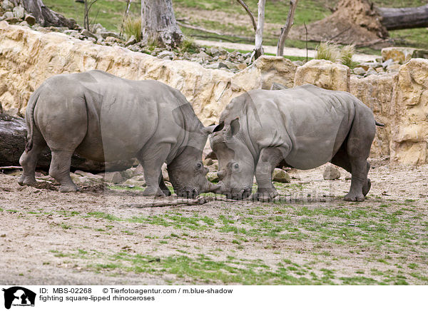 kmpfende Breitmaulnashrner / fighting square-lipped rhinoceroses / MBS-02268