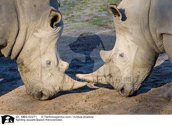 kmpfende Breitmaulnashrner / fighting square-lipped rhinoceroses / MBS-02271