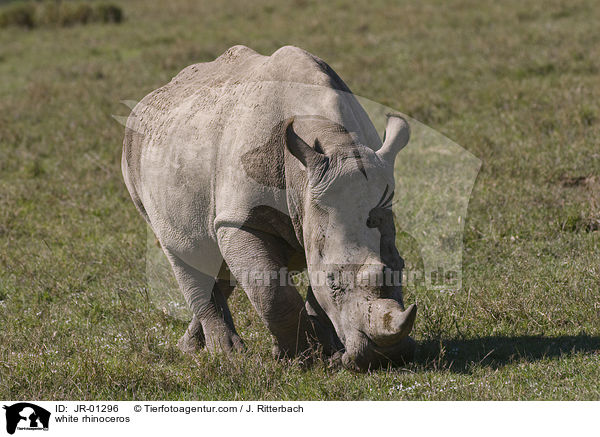 Breitmaulnashorn / white rhinoceros / JR-01296