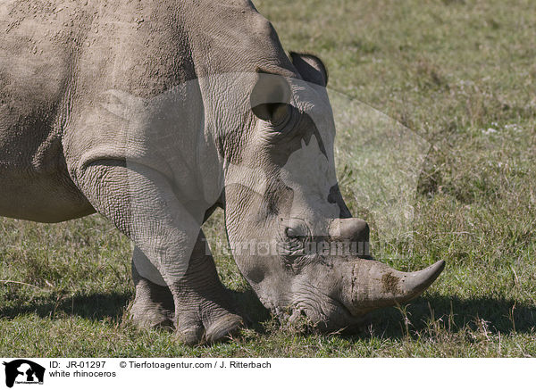 Breitmaulnashorn / white rhinoceros / JR-01297