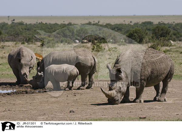 Breitmaulnashrner / white rhinoceroses / JR-01301