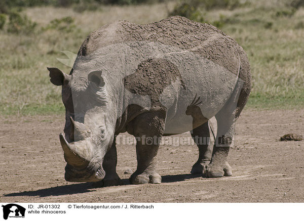 Breitmaulnashorn / white rhinoceros / JR-01302