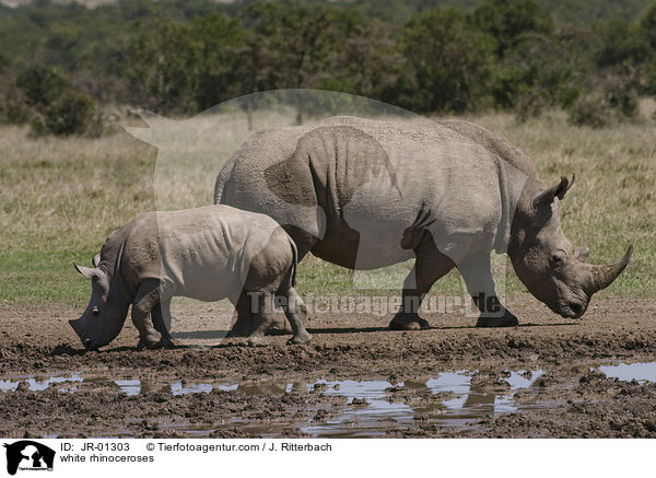 Breitmaulnashrner / white rhinoceroses / JR-01303