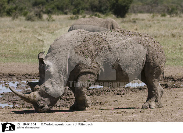 Breitmaulnashorn / white rhinoceros / JR-01304
