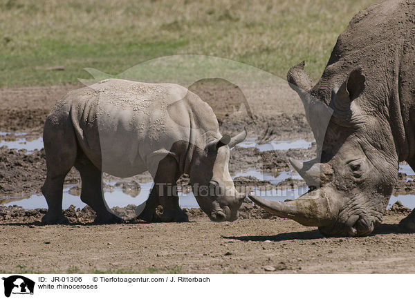 Breitmaulnashrner / white rhinoceroses / JR-01306