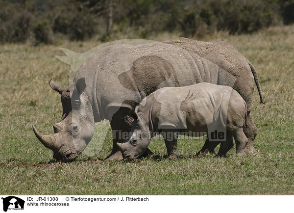 Breitmaulnashrner / white rhinoceroses / JR-01308