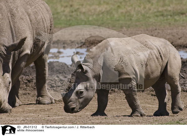 Breitmaulnashrner / white rhinoceroses / JR-01312