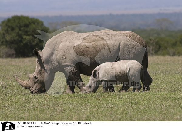 Breitmaulnashrner / white rhinoceroses / JR-01318