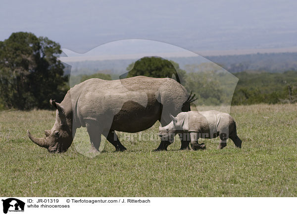 Breitmaulnashrner / white rhinoceroses / JR-01319