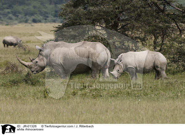 Breitmaulnashrner / white rhinoceroses / JR-01326