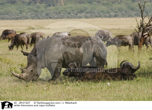 Breitmaulnashorn und Kaffernbffel / white rhinoceros and cape buffalos / JR-01327