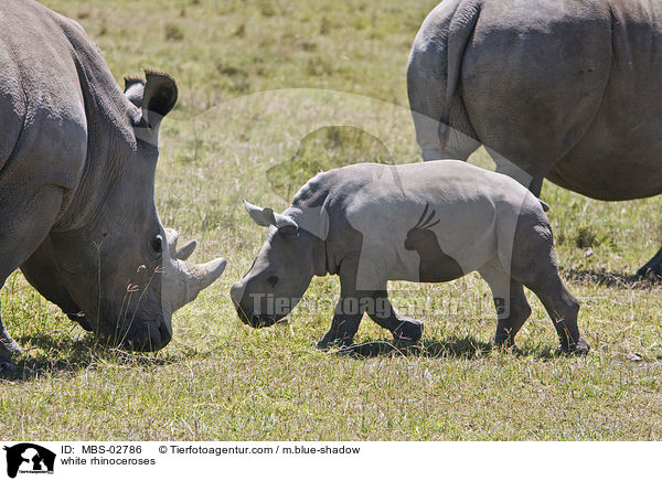 Breitmaulnashrner / white rhinoceroses / MBS-02786