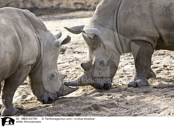 Breitmaulnashrner / white rhinoceroses / MBS-02790