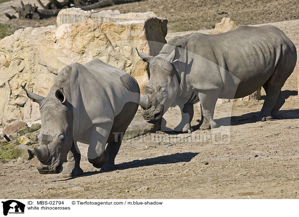Breitmaulnashrner / white rhinoceroses / MBS-02794