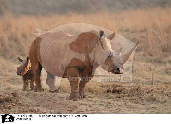 Breitmaulnashrner / white rhinos / DV-02089