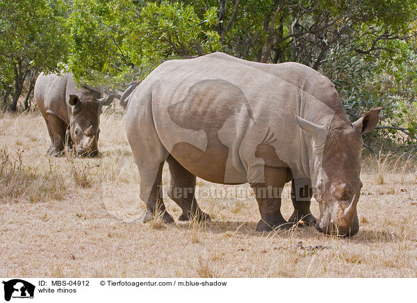 Breitmaulnashrner / white rhinos / MBS-04912