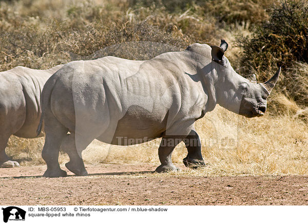 Breitmaulnashrner / square-lipped white rhinos / MBS-05953