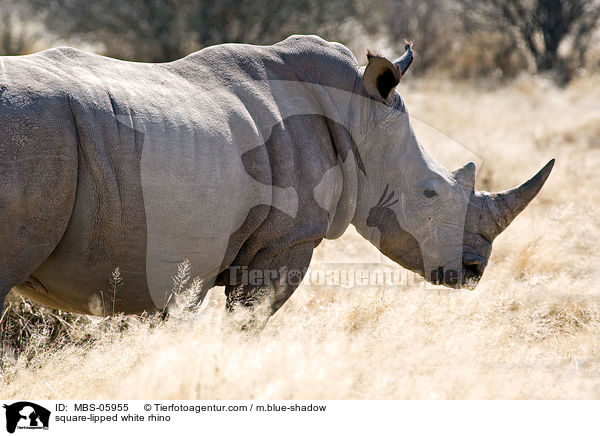 Breitmaulnashorn / square-lipped white rhino / MBS-05955
