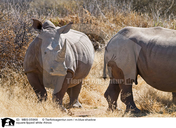 Breitmaulnashrner / square-lipped white rhinos / MBS-05968