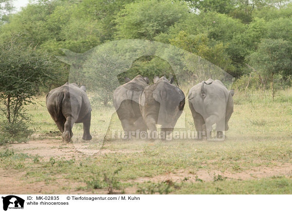 Breitmaulnashrner / white rhinoceroses / MK-02835