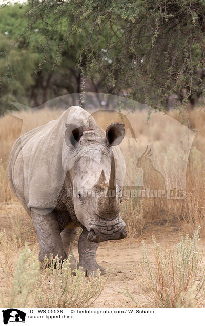 Breitmaulnashorn / square-lipped rhino / WS-05538