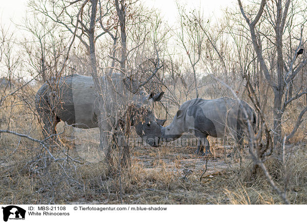 Breitmaulnashrner / White Rhinoceros / MBS-21108