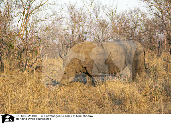 stehendes Breitmaulnashorn / standing White Rhinoceros / MBS-21109