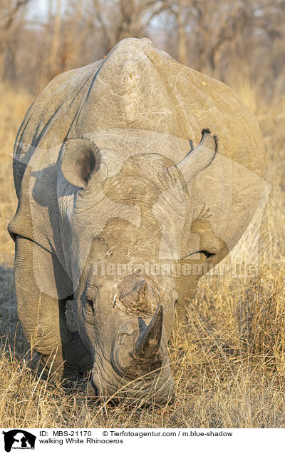 walking White Rhinoceros / MBS-21170