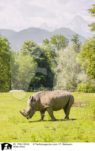 white rhino / PW-13534