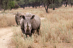 square-lipped rhinos