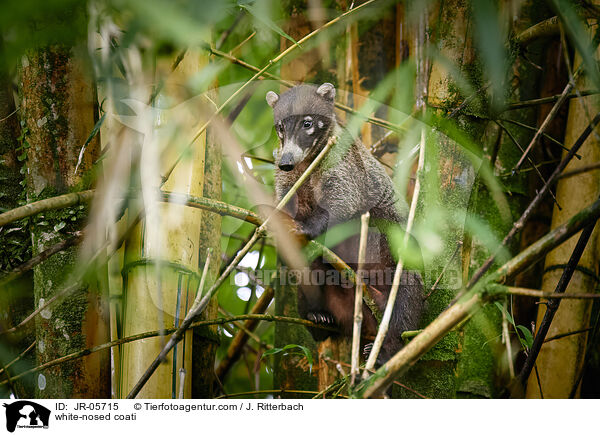 Weirssel-Nasenbr / white-nosed coati / JR-05715