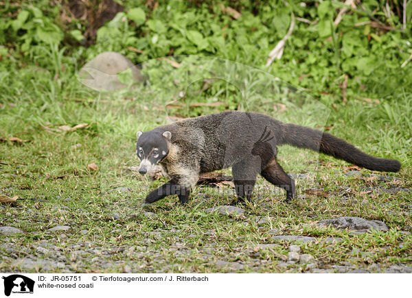 Weirssel-Nasenbr / white-nosed coati / JR-05751