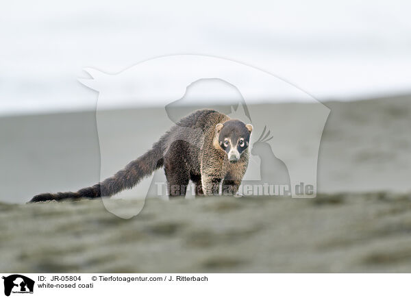 white-nosed coati / JR-05804