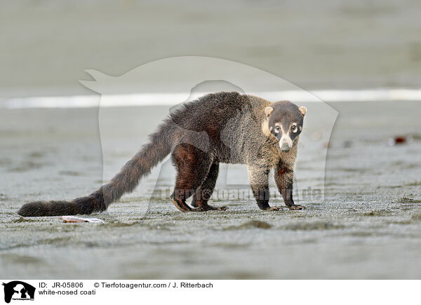 Weirssel-Nasenbr / white-nosed coati / JR-05806