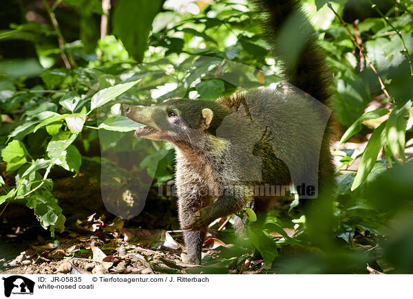 white-nosed coati / JR-05835