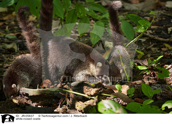 Weirssel-Nasenbren / white-nosed coatis / JR-05837