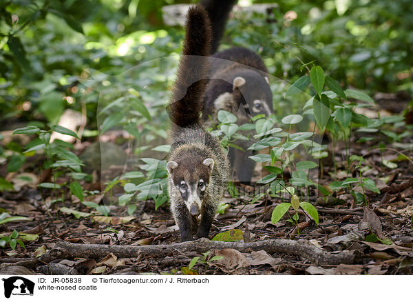 Weirssel-Nasenbren / white-nosed coatis / JR-05838