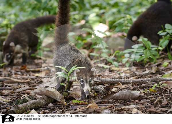 Weirssel-Nasenbren / white-nosed coatis / JR-05840