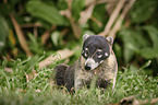 white-nosed coati