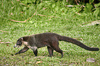 white-nosed coati