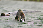 white-nosed coati