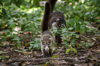 white-nosed coatis