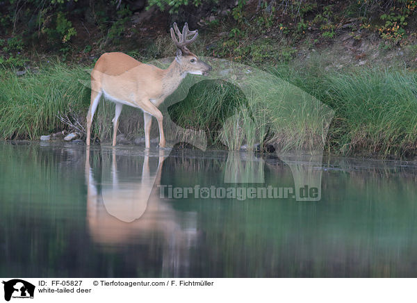 white-tailed deer / FF-05827