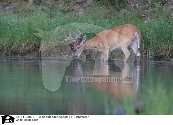 Weiwedelhirsch / white-tailed deer / FF-05832