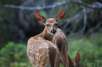 white-tailed deer