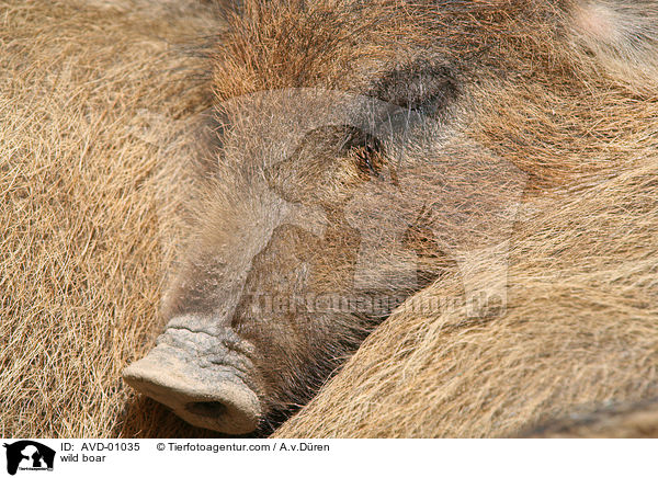 Wildschwein / wild boar / AVD-01035