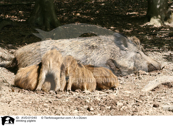 trinkende Ferkel / drinking piglets / AVD-01040