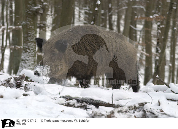 Wildschwein im Winter / wild pig / WS-01715